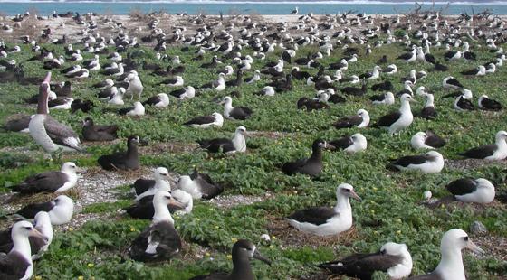 albatross, midway atoll, sea level rise