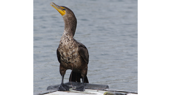 Cormorant hooked by fishing line