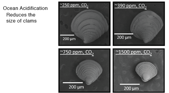 ocean acidification reduces the size of clams