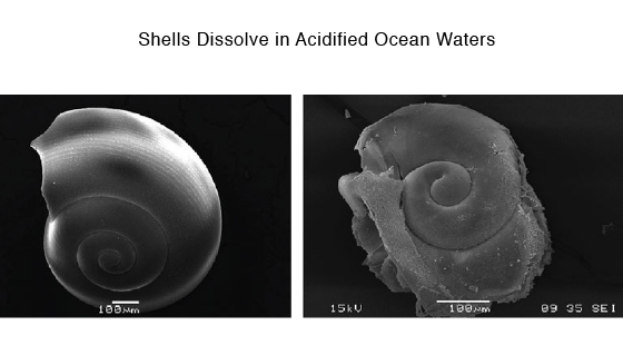 Shells Dissolve in Acidified Waters