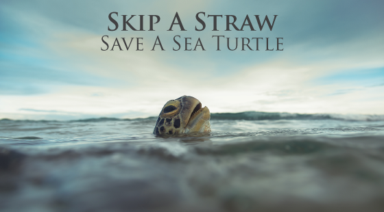 skip a straw, save a sea turtle