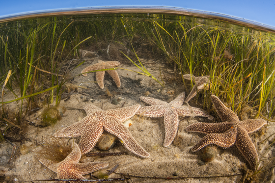 Starfish crawl across the shallow bottom of a Cape Cod bay in Massachusetts.